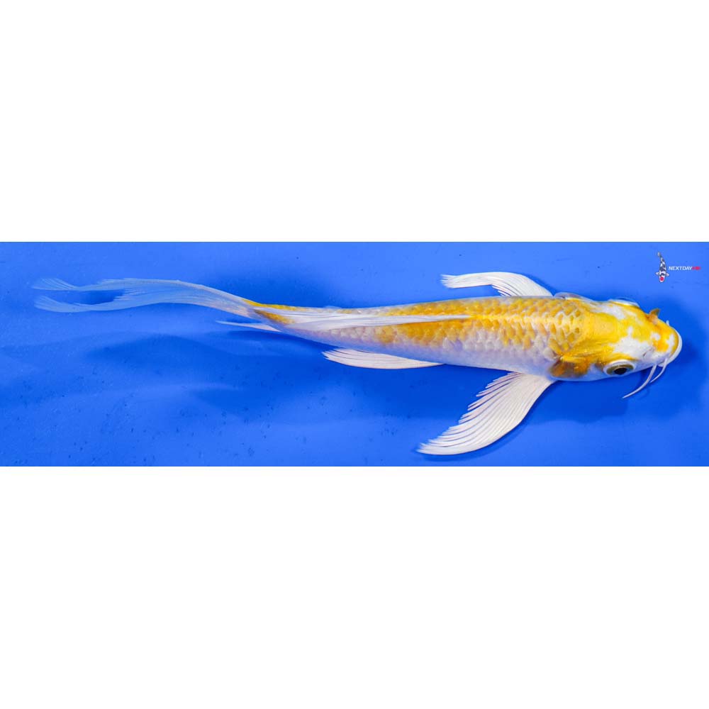 6” Imported Lemon Hariwake Butterfly Koi