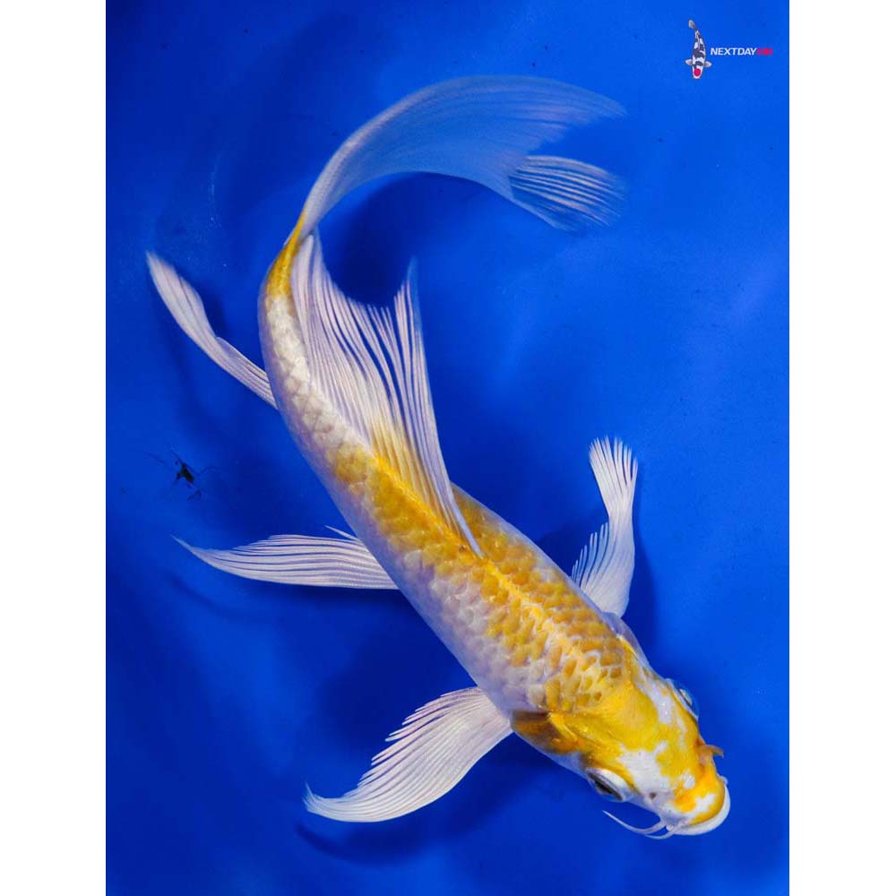 6” Imported Lemon Hariwake Butterfly Koi