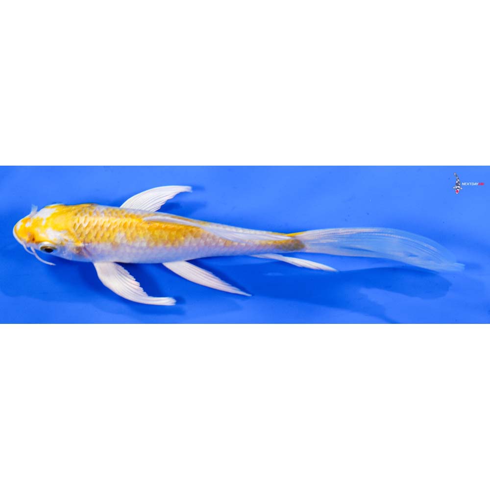 6” Imported Lemon Hariwake Butterfly Koi