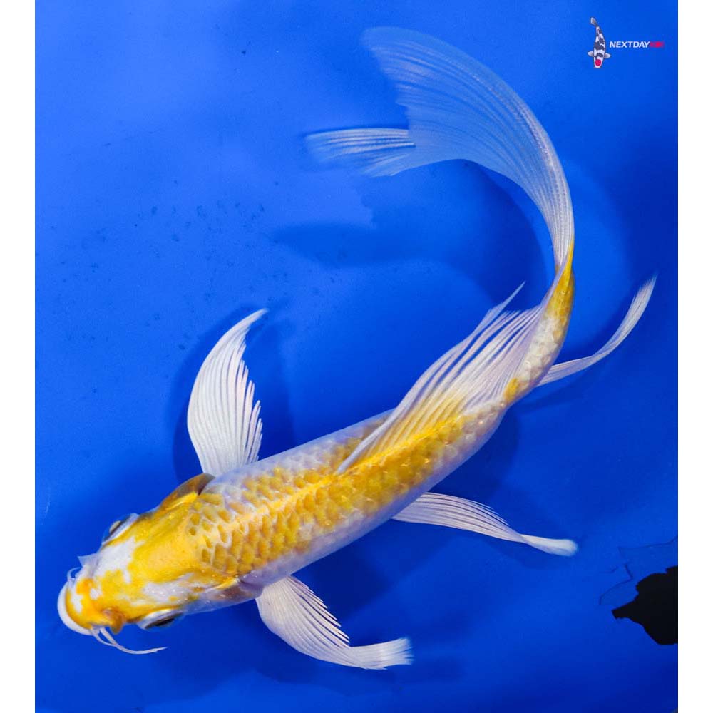 6” Imported Lemon Hariwake Butterfly Koi