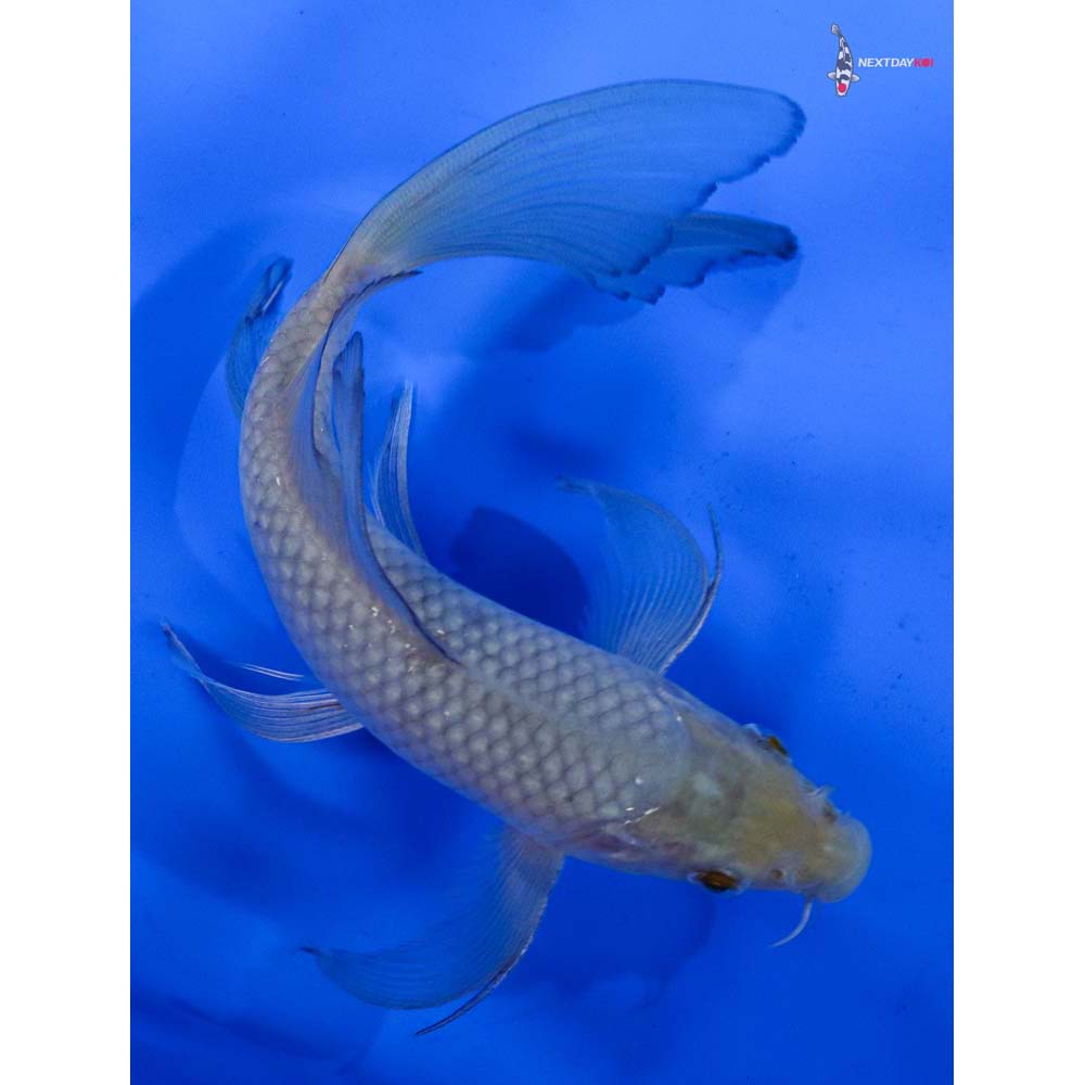 7” Imported Soragoi Butterfly Koi