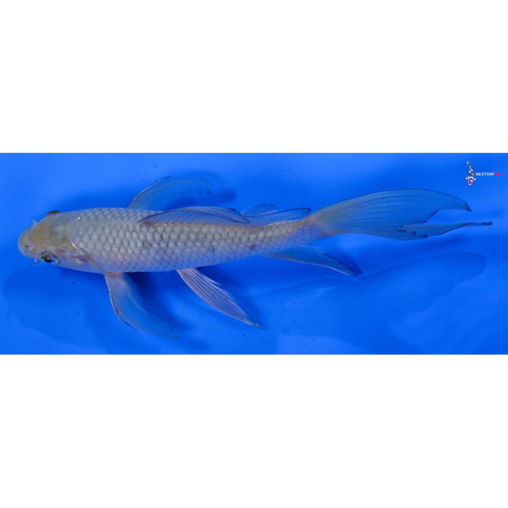 7” Imported Soragoi Butterfly Koi