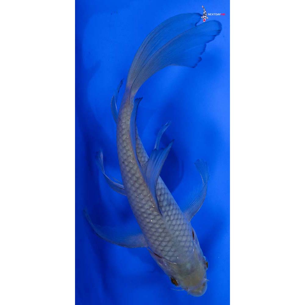 7” Imported Soragoi Butterfly Koi