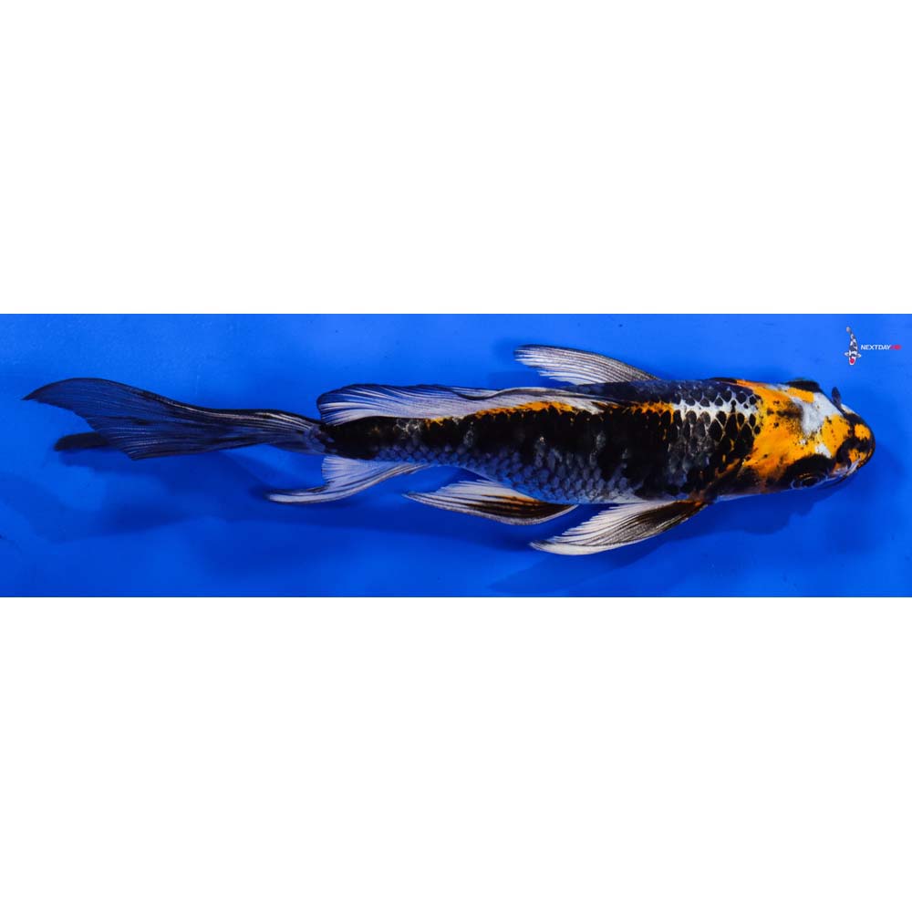7” Imported Kujaku Butterfly Koi