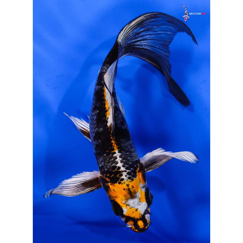 7” Imported Kujaku Butterfly Koi