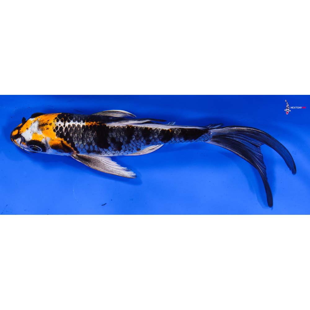 7” Imported Kujaku Butterfly Koi