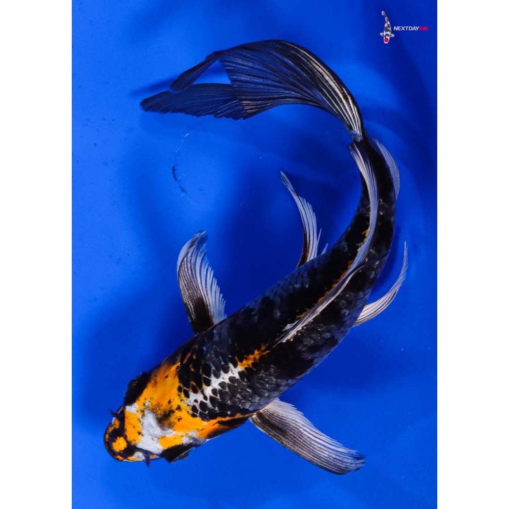 7” Imported Kujaku Butterfly Koi