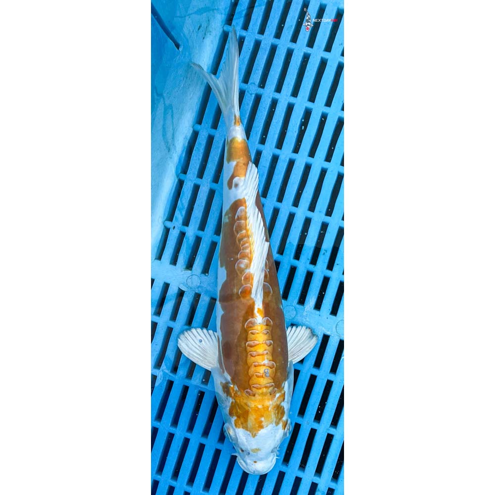 10-12” Imported Kikusui