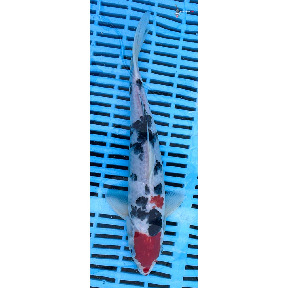 10-12” Imported Sanke