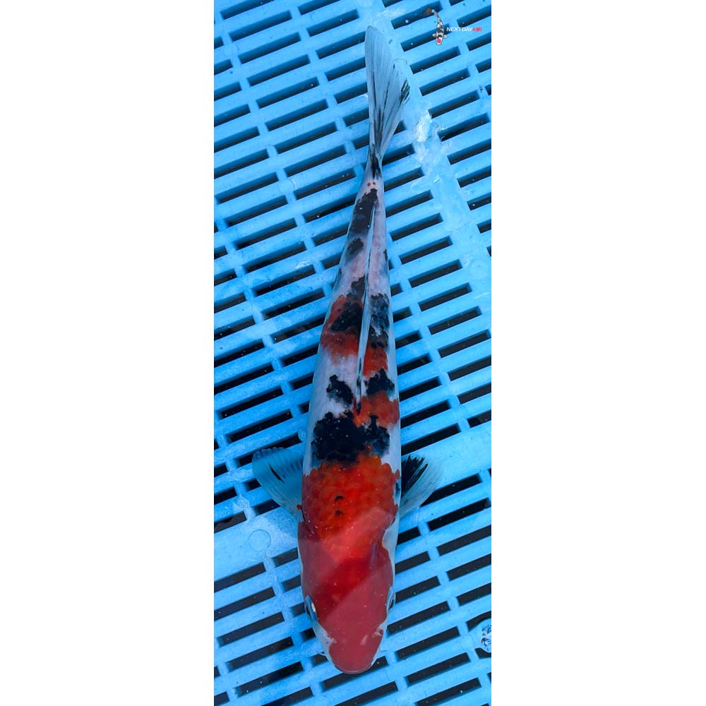 10-12” Imported Sanke