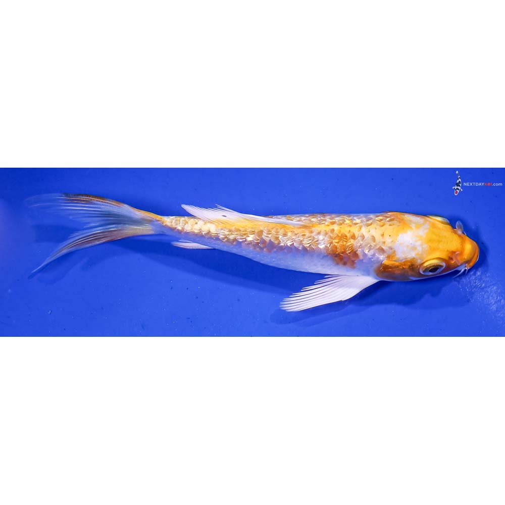 5” Imported Gin Rin Lemon Hariwake Butterfly Koi