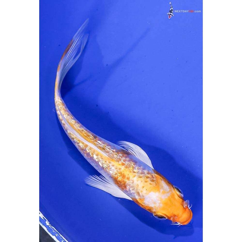 5” Imported Gin Rin Lemon Hariwake Butterfly Koi