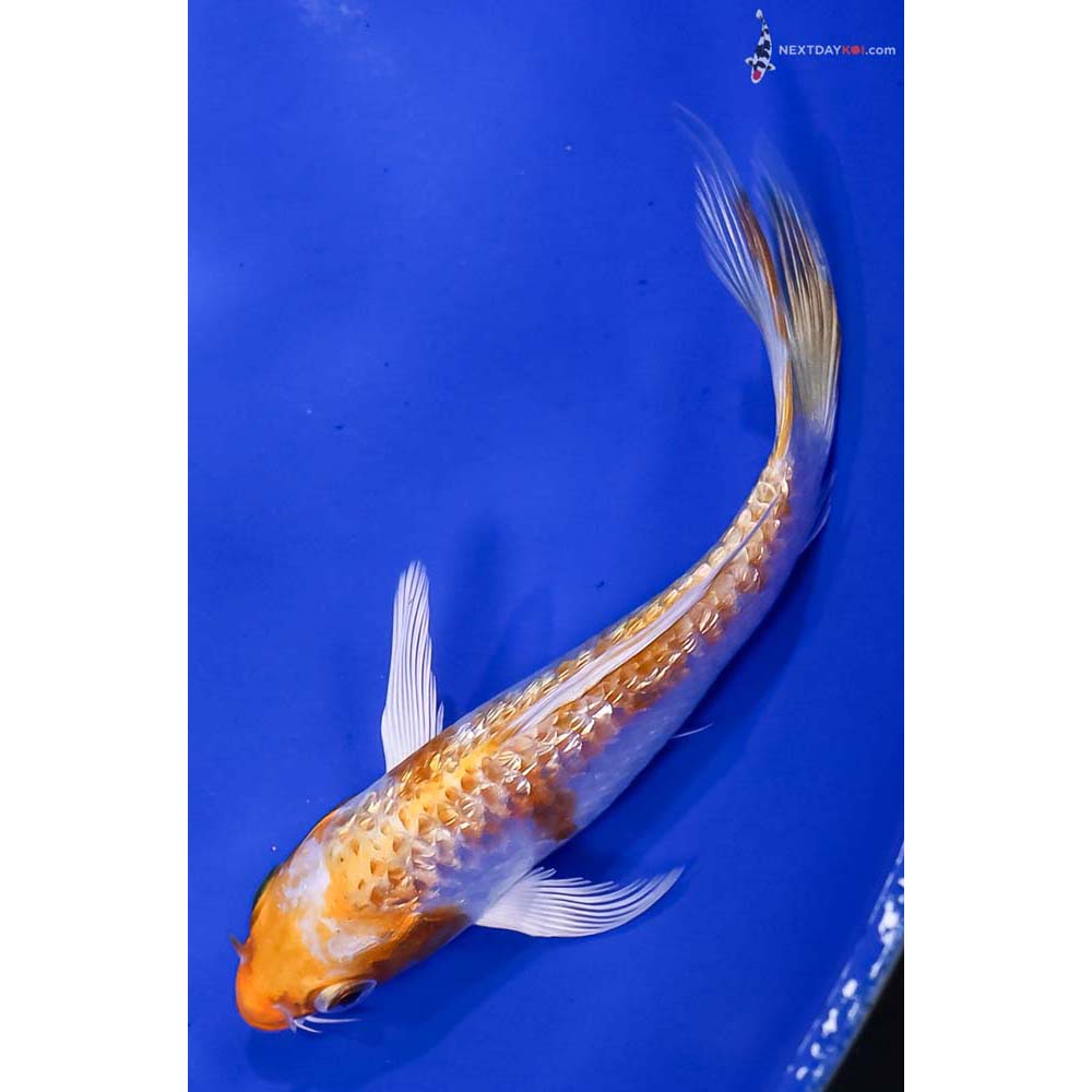 5” Imported Gin Rin Lemon Hariwake Butterfly Koi