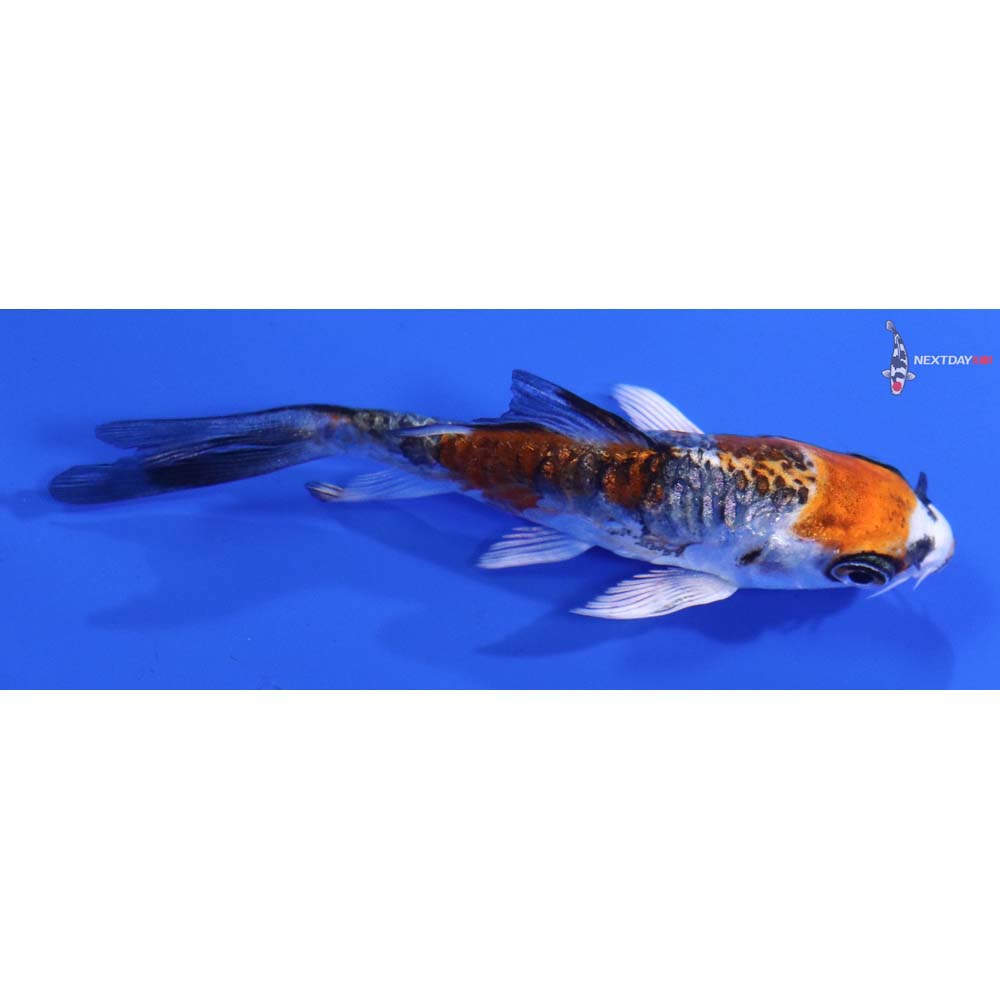 3” Imported Doitsu Kujaku Butterfly Koi