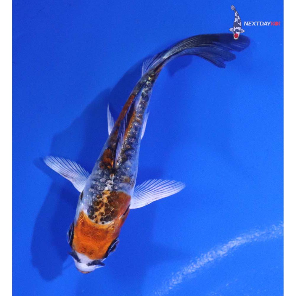 3” Imported Doitsu Kujaku Butterfly Koi