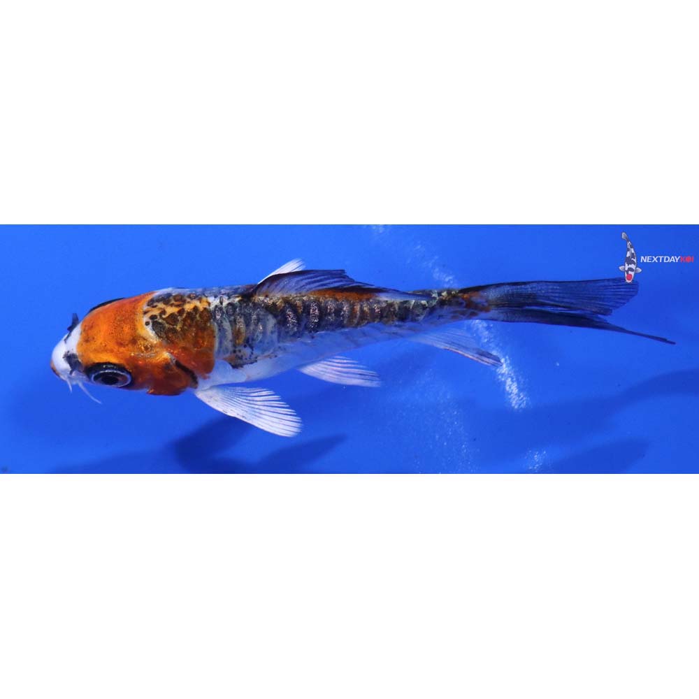 3” Imported Doitsu Kujaku Butterfly Koi