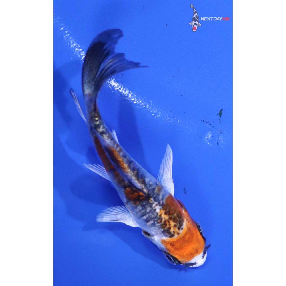 3” Imported Doitsu Kujaku Butterfly Koi