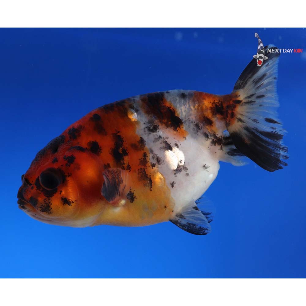 3” Imported Calico Ranchu