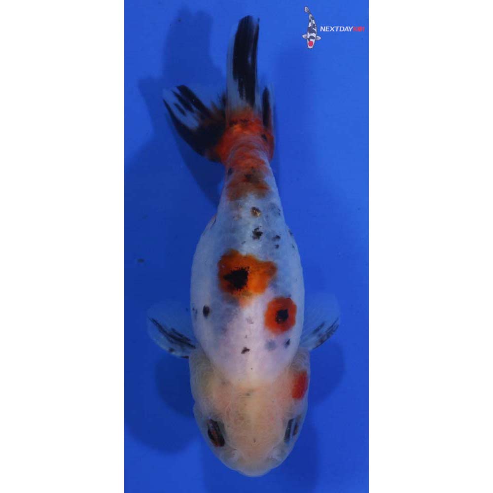 3.5” Imported Male Calico Ranchu