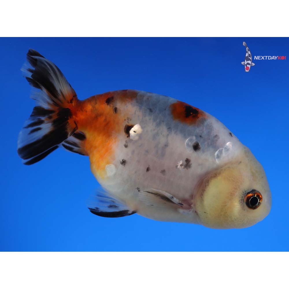 3.5” Imported Male Calico Ranchu