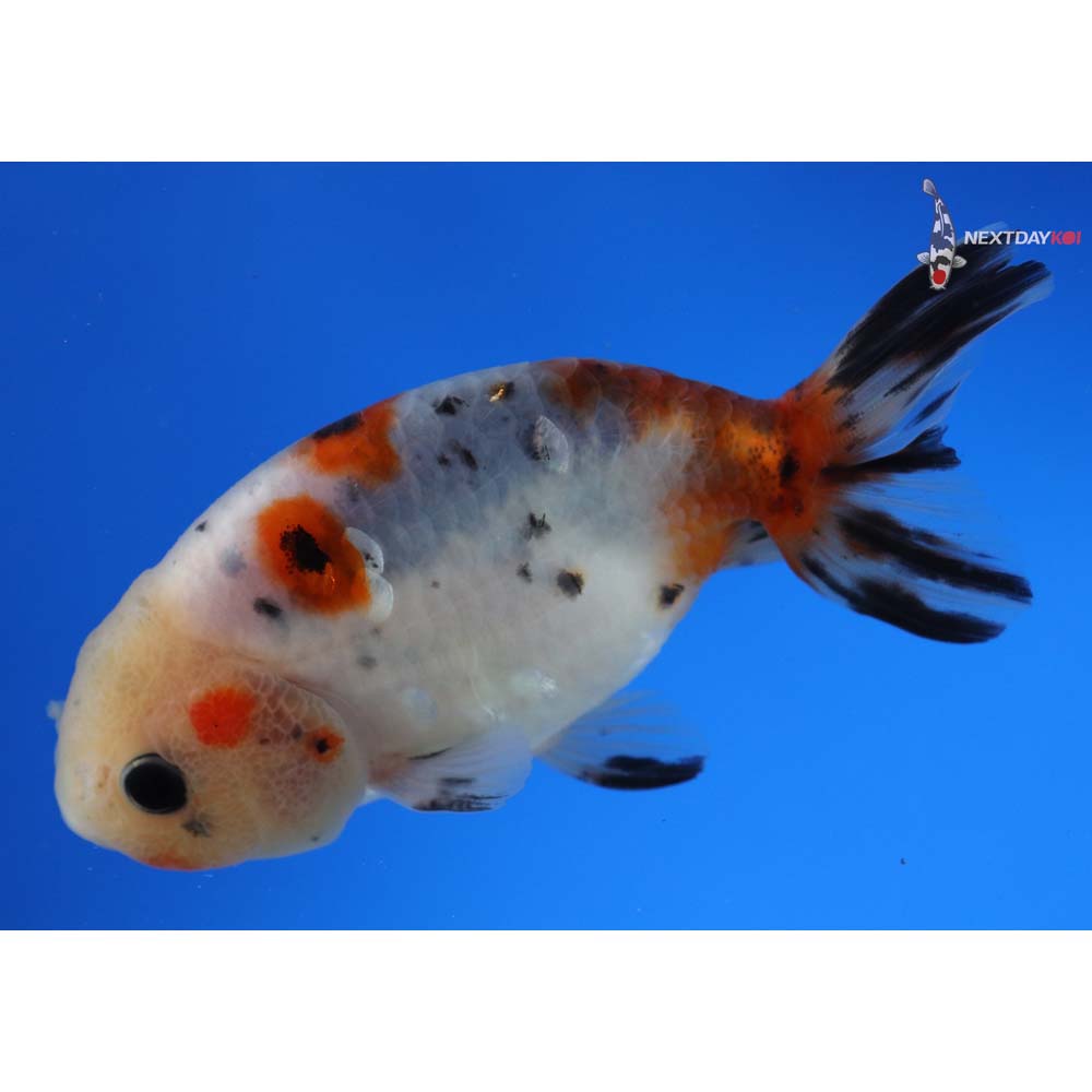 3.5” Imported Male Calico Ranchu