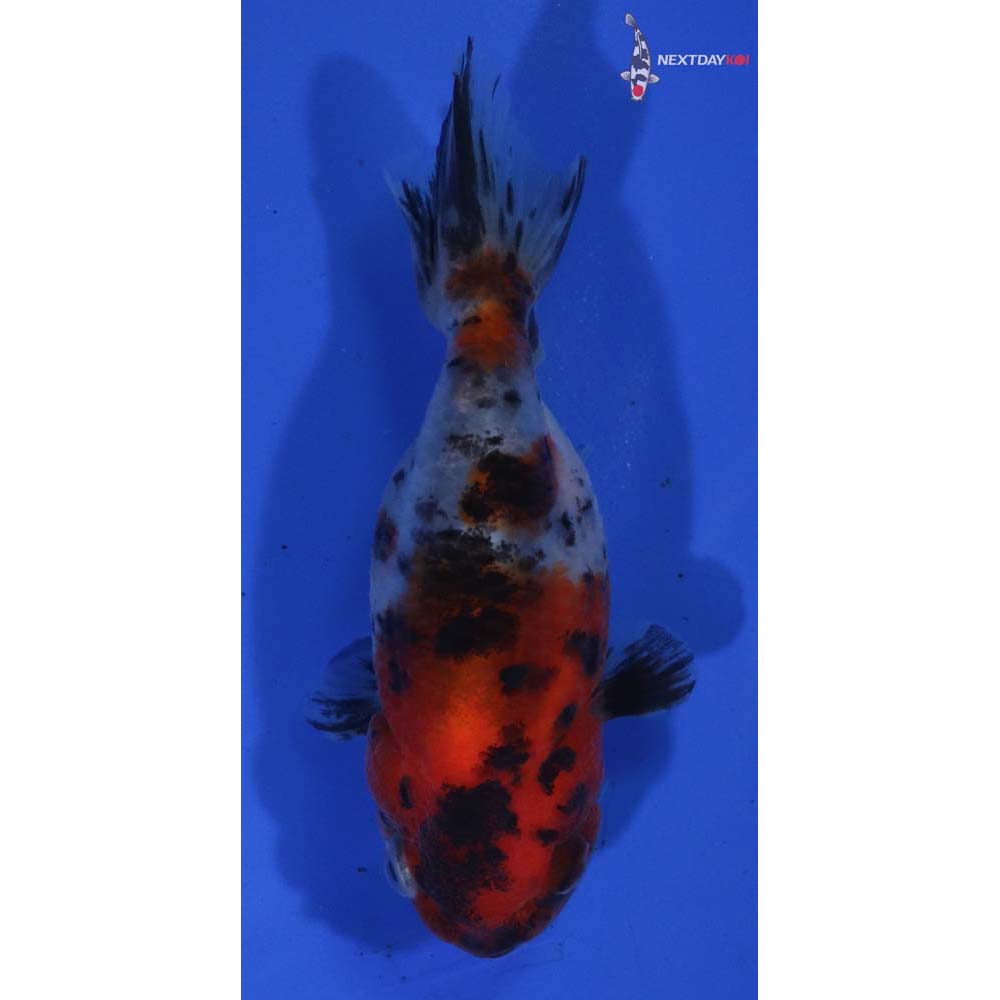 3” Imported Calico Ranchu