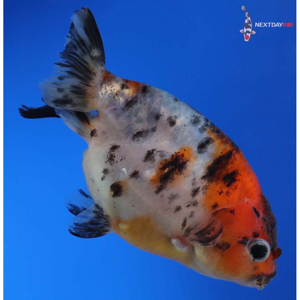 3” Imported Calico Ranchu