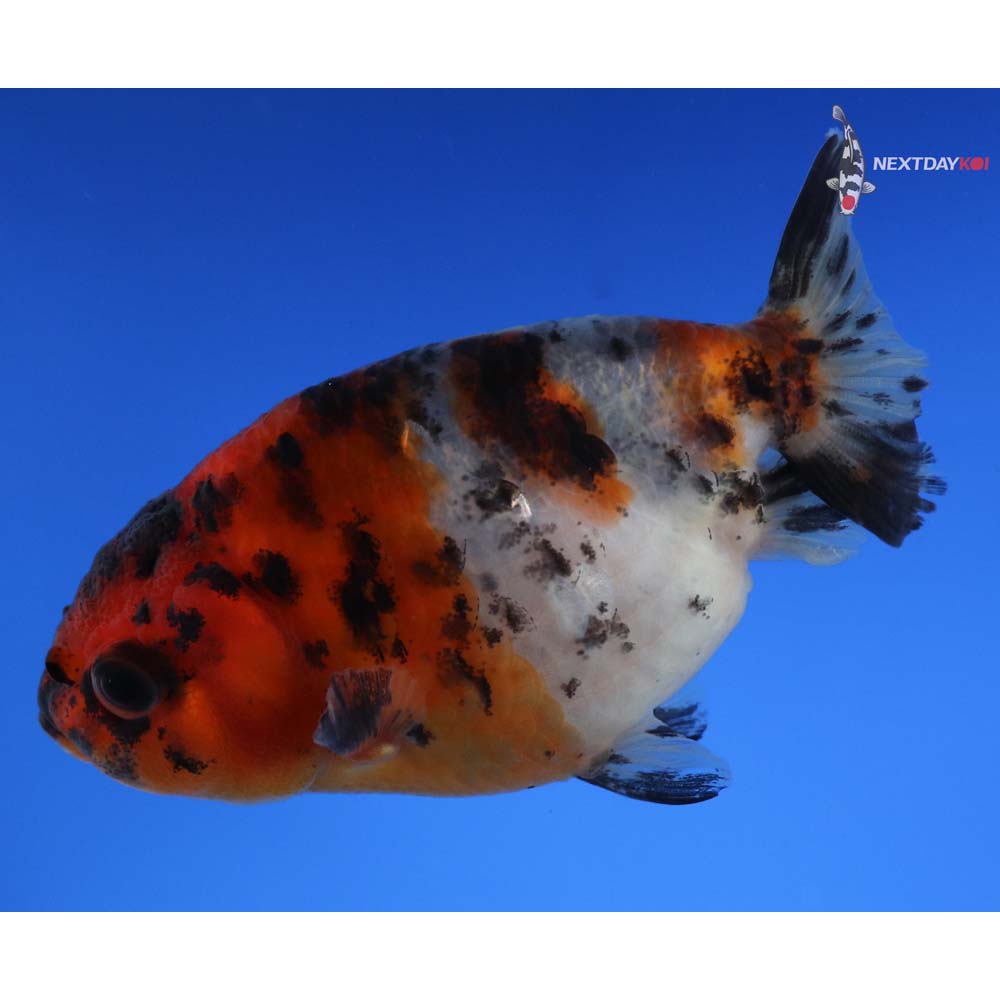 3” Imported Calico Ranchu