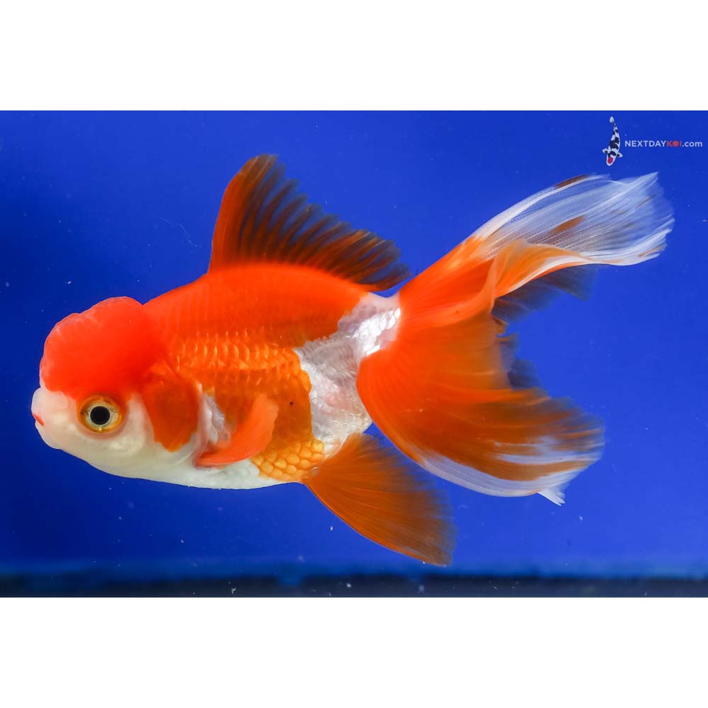 4.5” Imported Red and White Oranda