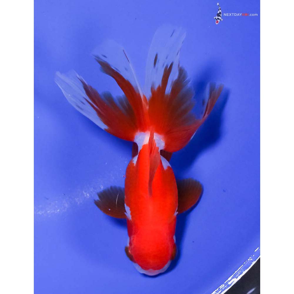 4.5” Imported Red and White Oranda