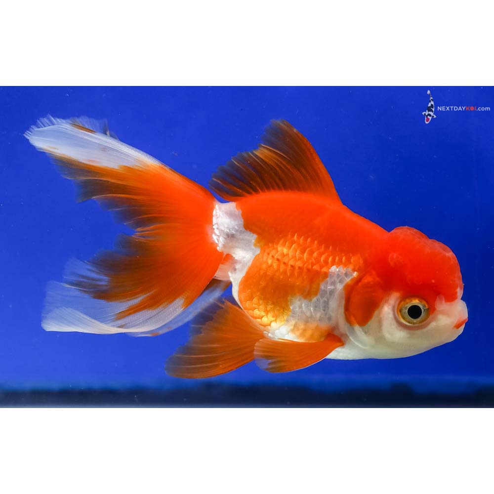 4.5” Imported Red and White Oranda