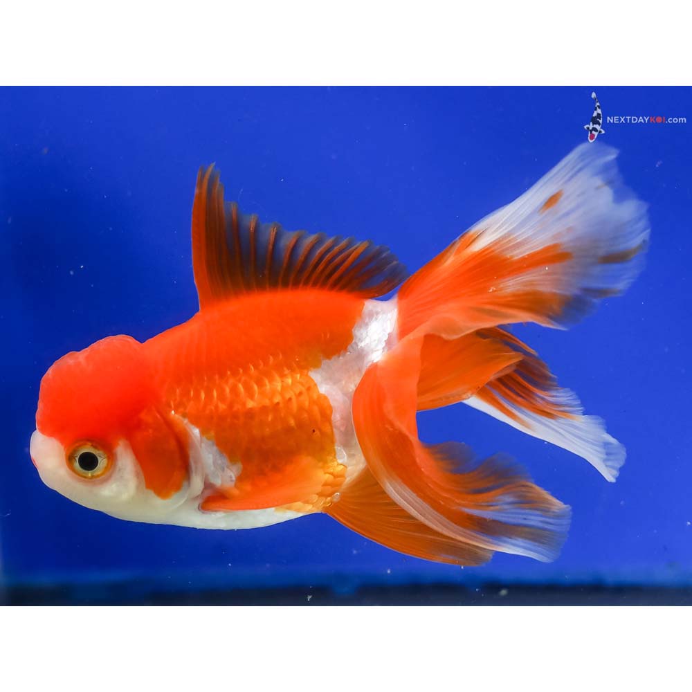 4.5” Imported Red and White Oranda