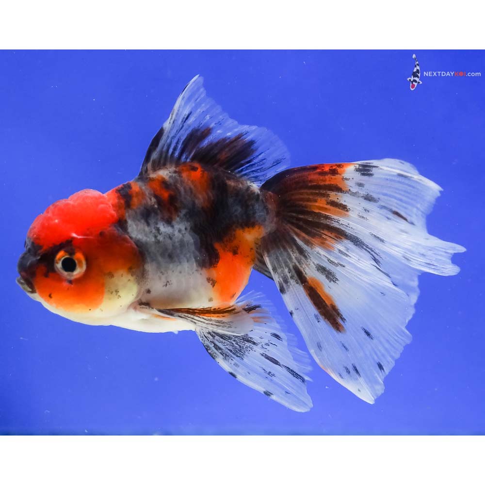 4.5” Imported Calico Oranda