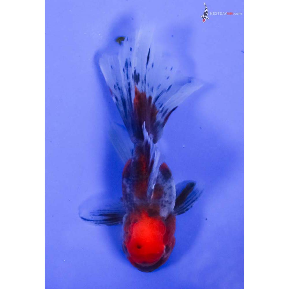 4.5” Imported Calico Oranda