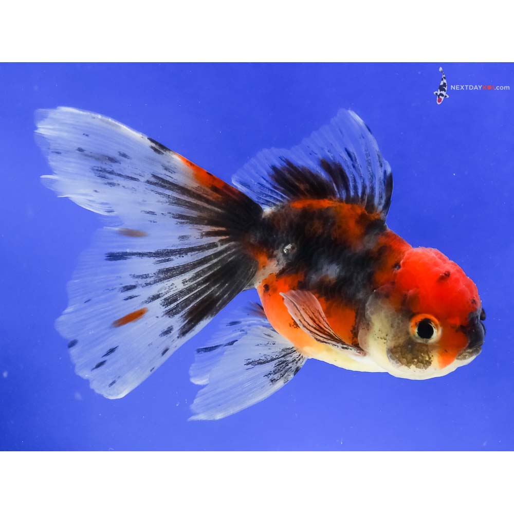 4.5” Imported Calico Oranda
