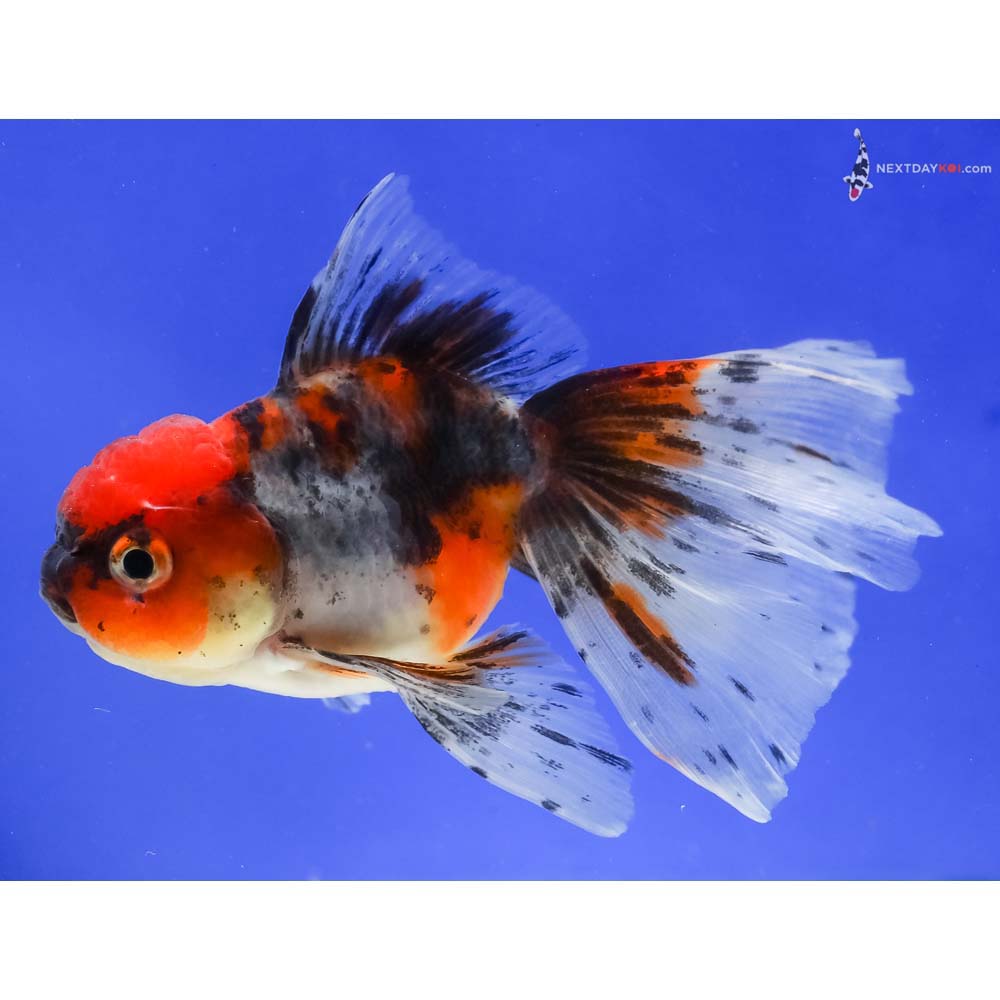 4.5” Imported Calico Oranda