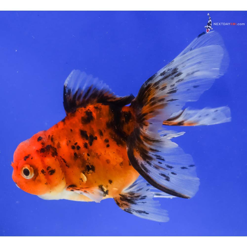 4” Imported Calico Oranda