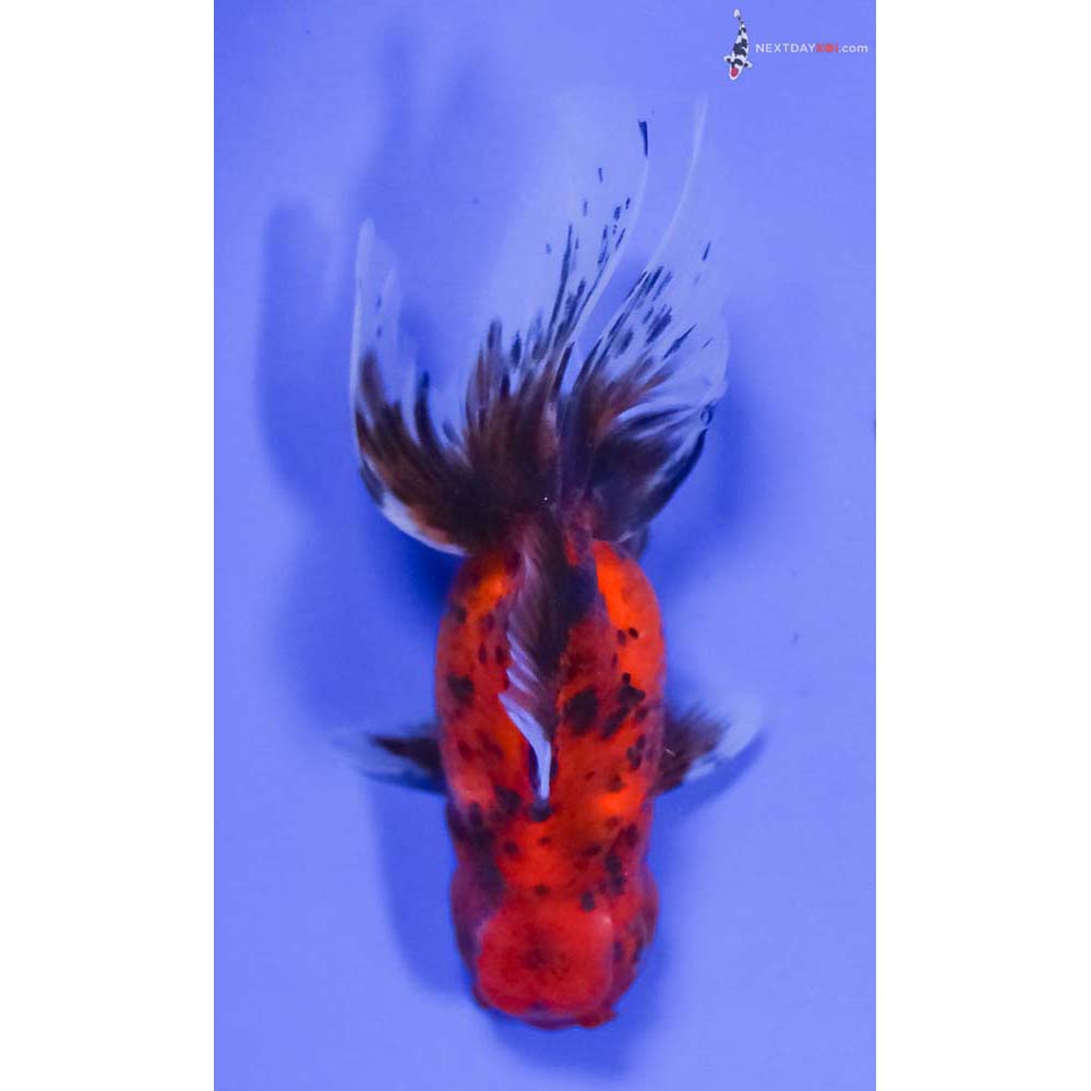 4” Imported Calico Oranda