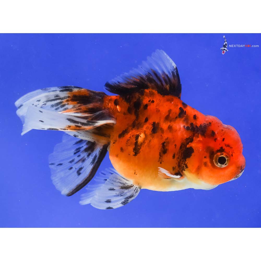 4” Imported Calico Oranda
