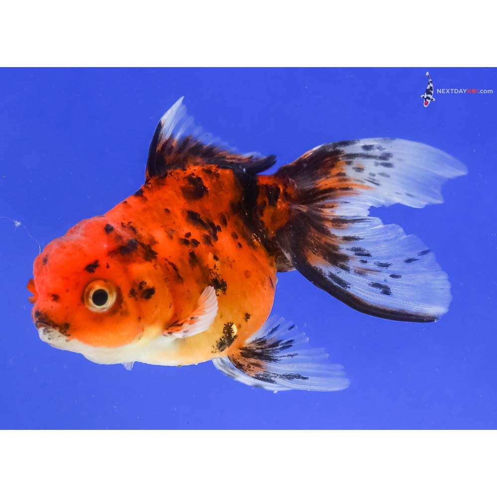 4” Imported Calico Oranda