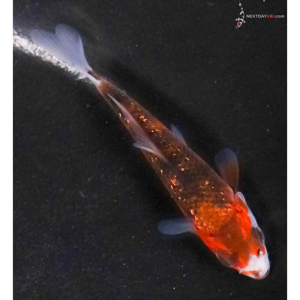 3” Imported Gin Rin Goromo