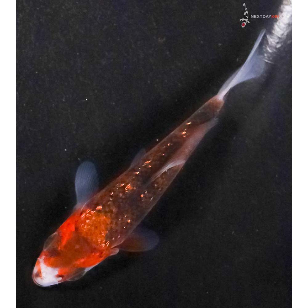 3” Imported Gin Rin Goromo