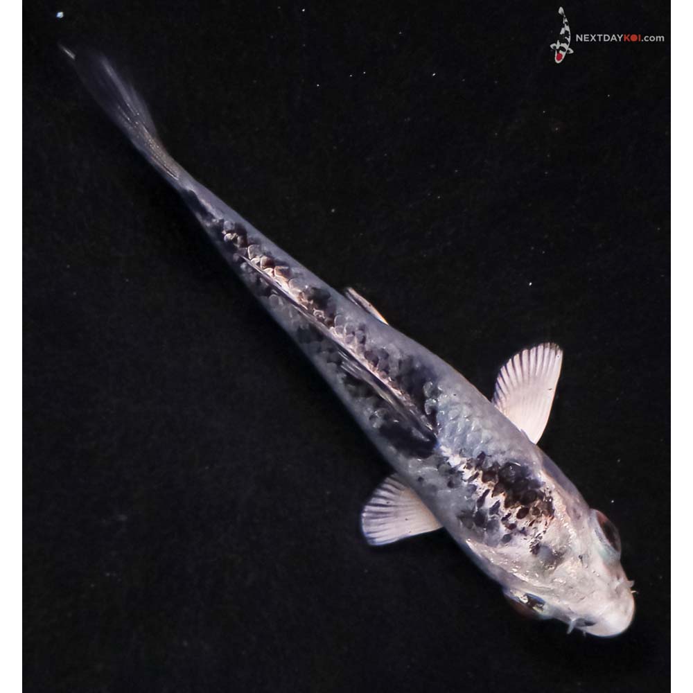 4” Imported Blue Gin Shiro Bekko