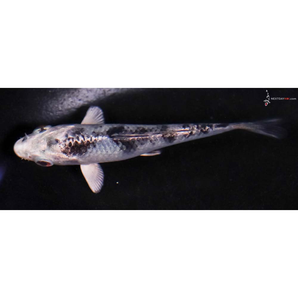 4” Imported Blue Gin Shiro Bekko