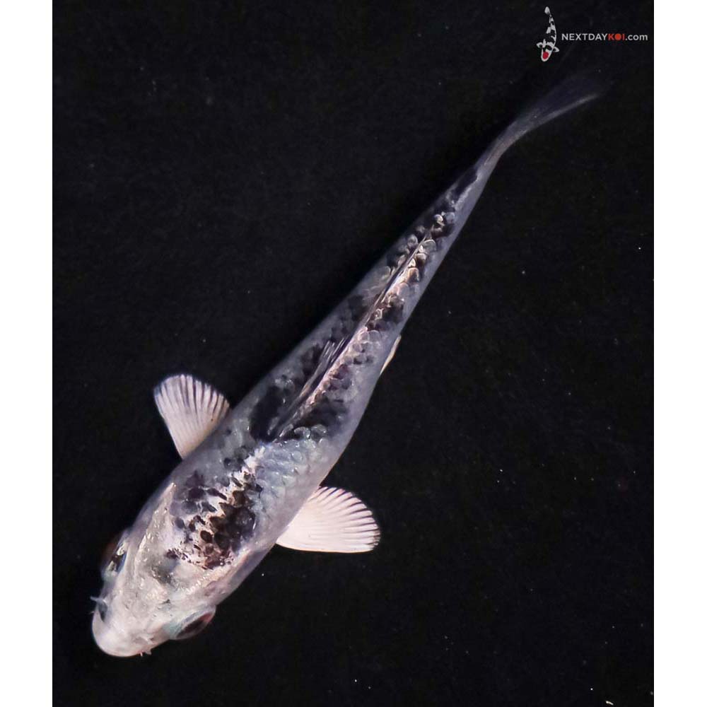 4” Imported Blue Gin Shiro Bekko