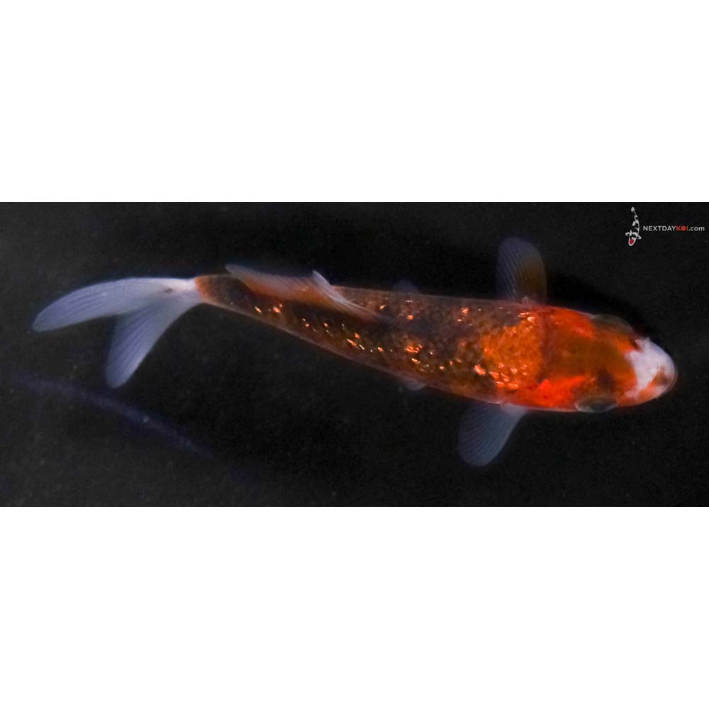 3” Imported Gin Rin Goromo