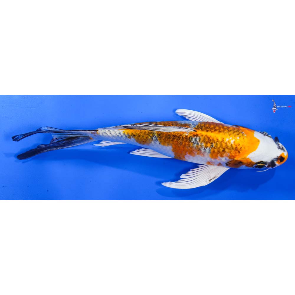 7.5” Imported Kujaku Butterfly Koi