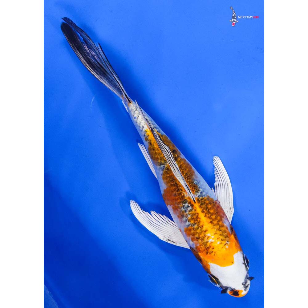 7.5” Imported Kujaku Butterfly Koi