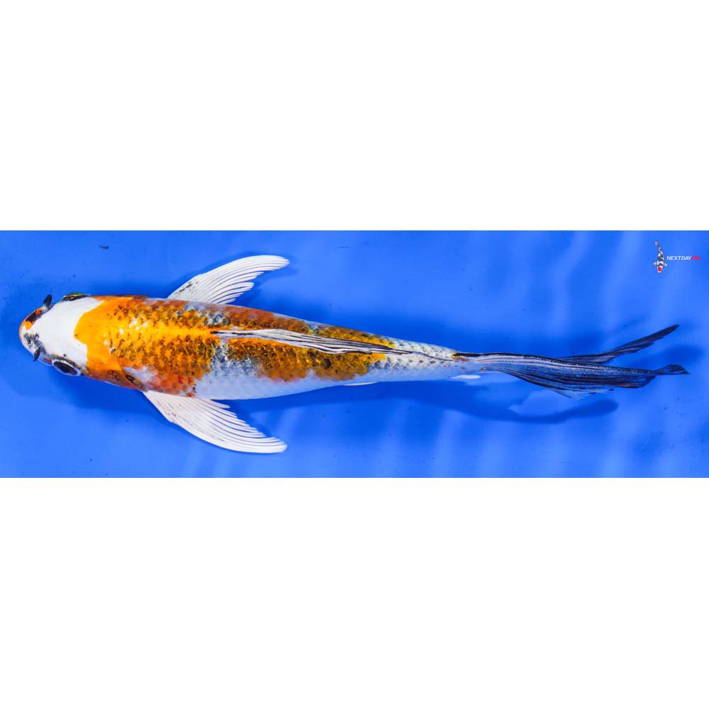 7.5” Imported Kujaku Butterfly Koi