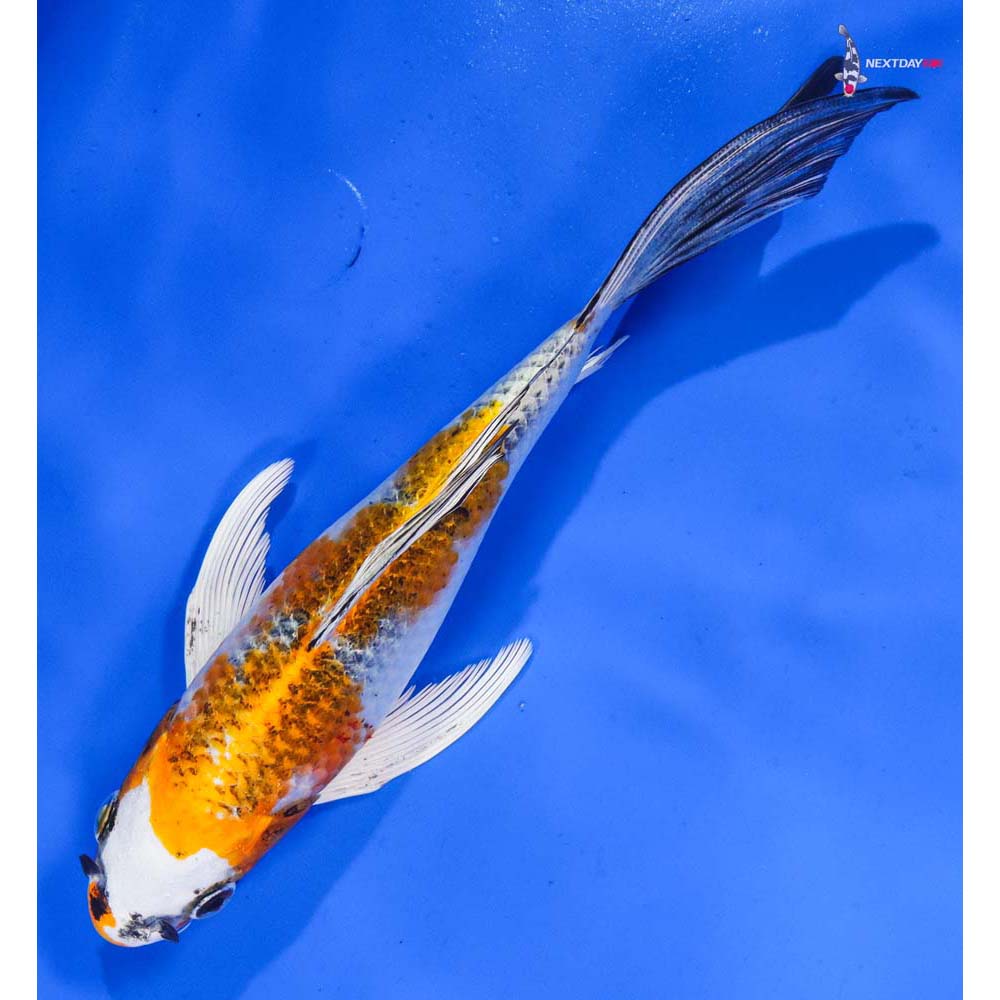 7.5” Imported Kujaku Butterfly Koi